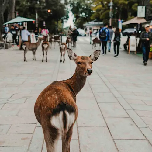 Nara-prefecture-natural-park-around-the-Todai-ji-temple-Photography-of-tourism-in-Japan