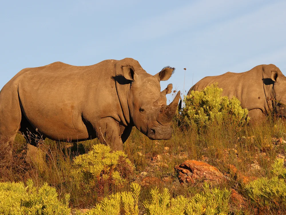 rhino-game-drive-botlierskop-south-africa-swiper-hero-gallery