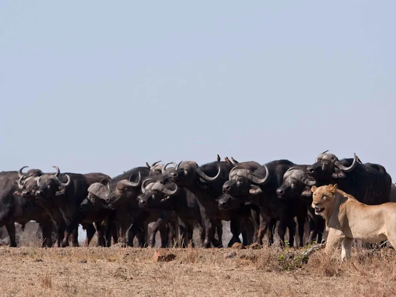 day2-nelspruit-kruger-national-park-lion-buffalo-safari-and-panorama-route