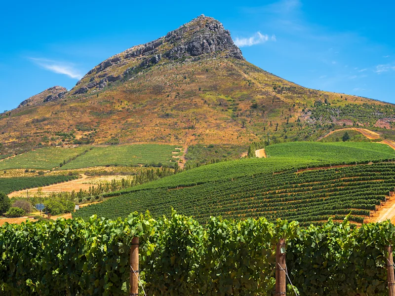 stellenbosch-south-africa-vineyard