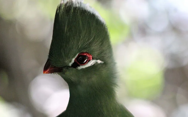 birds-of-eden-garden-route-south-africa