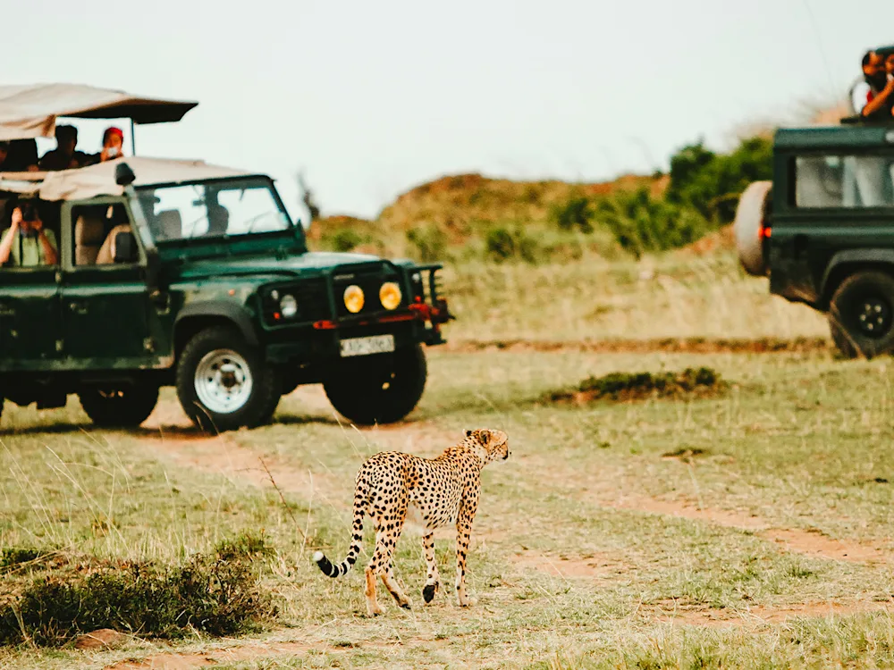 kruger-national-park-south-africa-leopard-swiper-hero-gallery