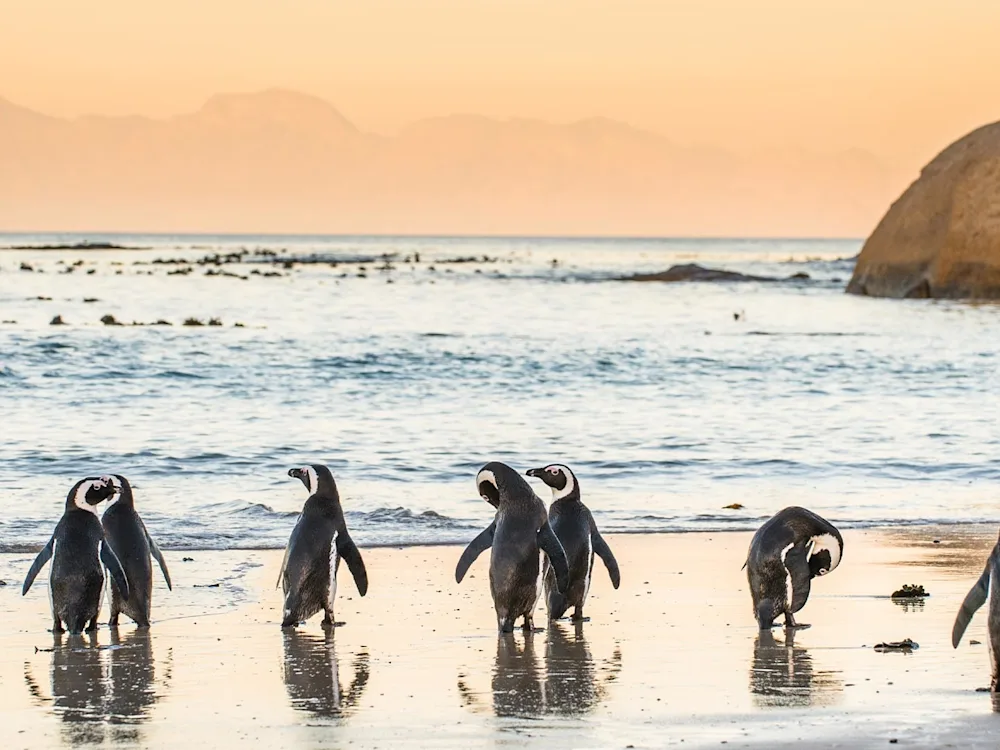 South-Africa-Boulders-Beach-swiper-hero-gallery