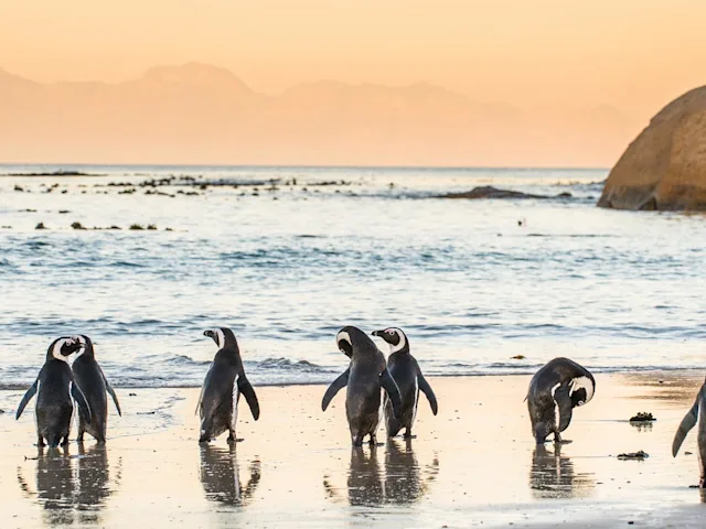 South-Africa-Boulders-Beach-swiper-hero-gallery