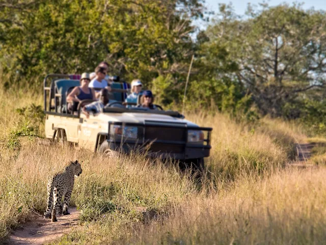 kruger-park-south-africa-leopard-game-drive-swiper-hero-gallery