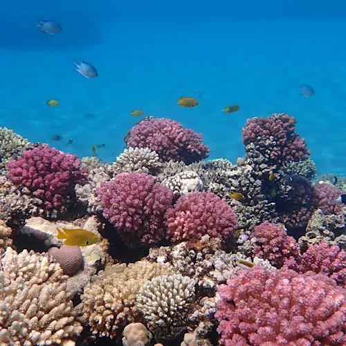 egypt-hurghada-sea-snorkling-_expatexplore