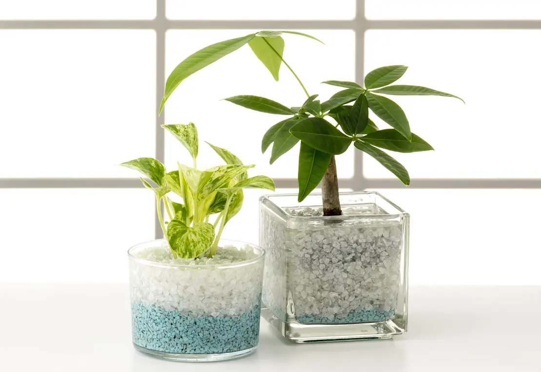 Plants