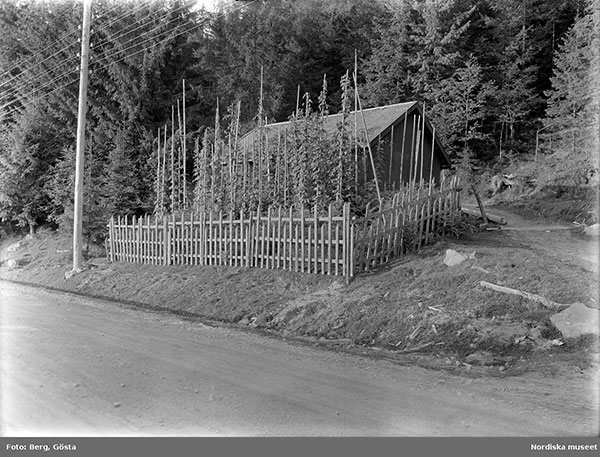 garden with hops growing on long poles