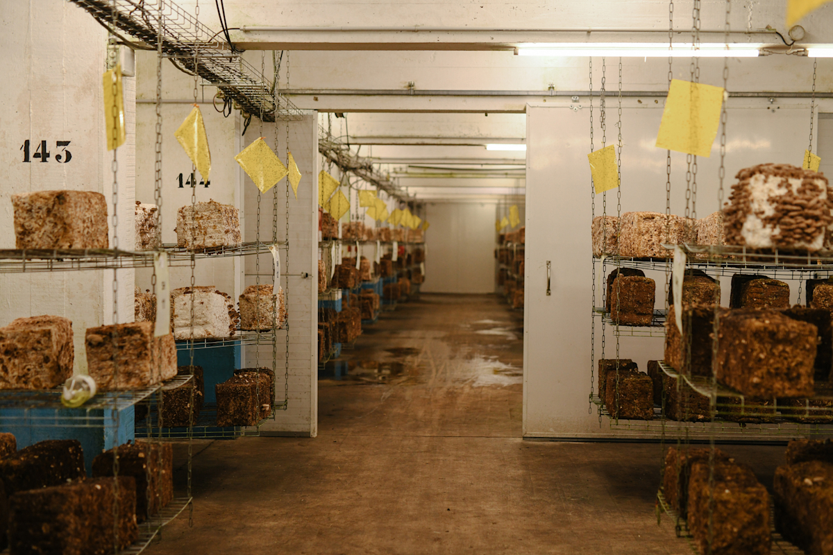 Growing Shiitake mushrooms in its own temperature-controlled section of the underground farm.