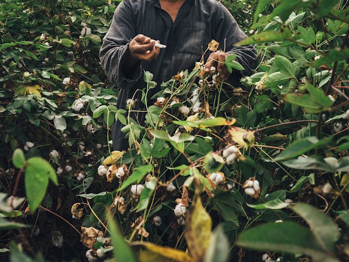 The cotton farm, Faiyum, Egypt