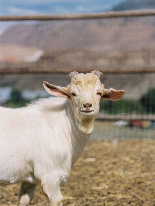 Goat