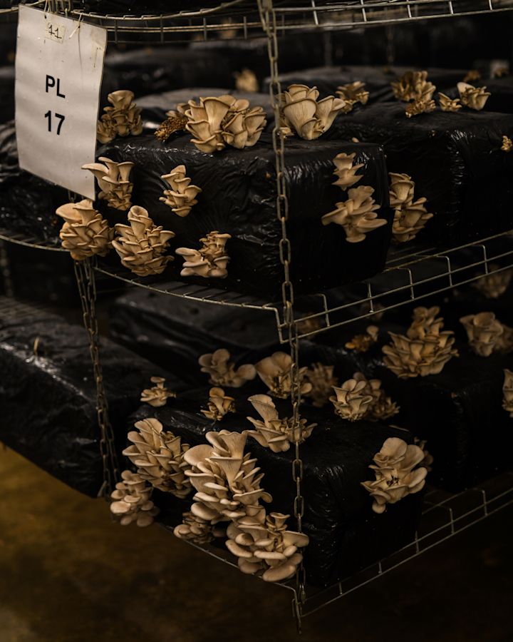 Oyster mushrooms growing in darkness.