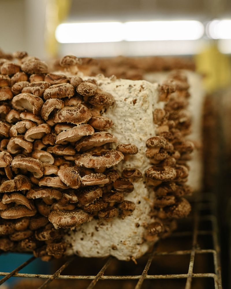 Shiitake mushrooms grown in La Caverne.