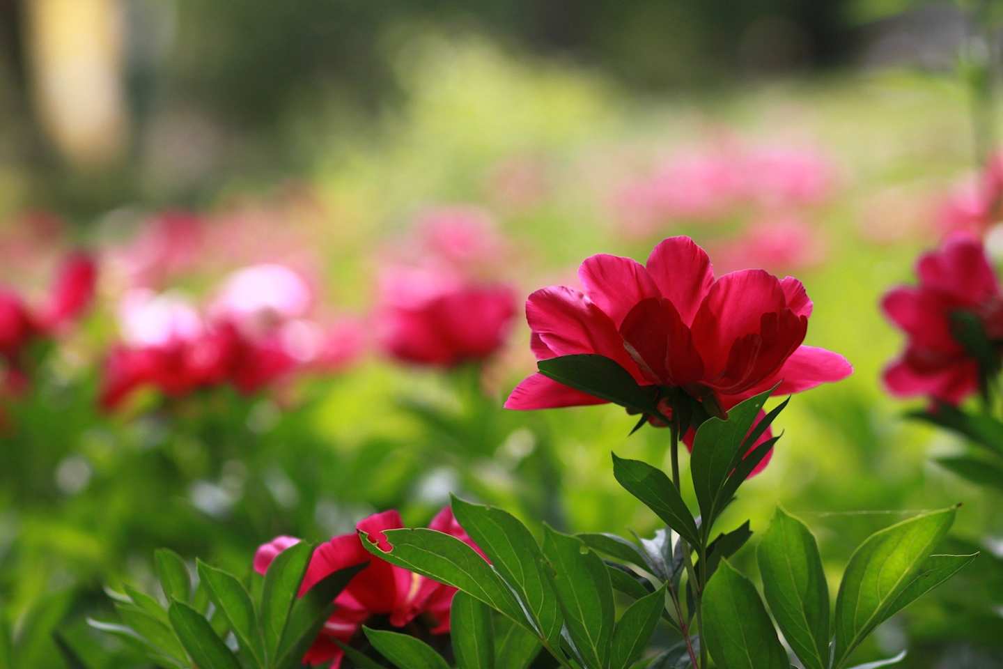 Pink flowers