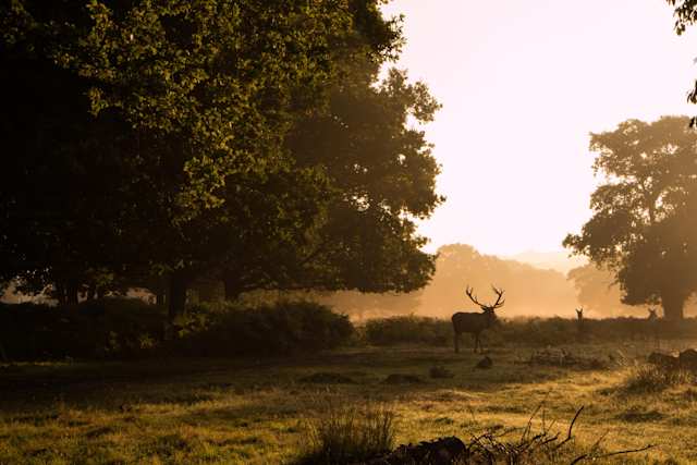 Richmond Park, London