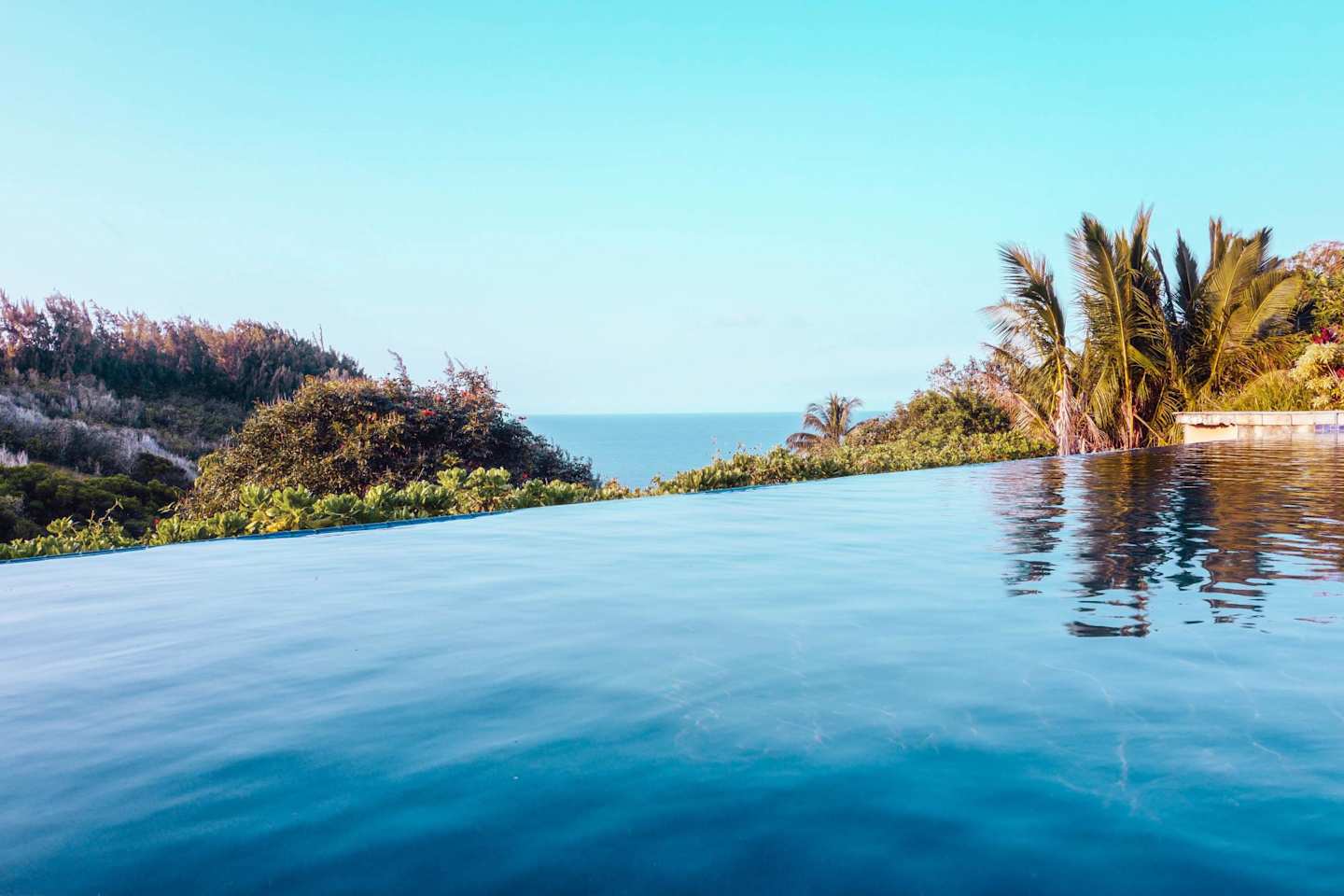 An infinity pool overlooking palm trees and the ocean