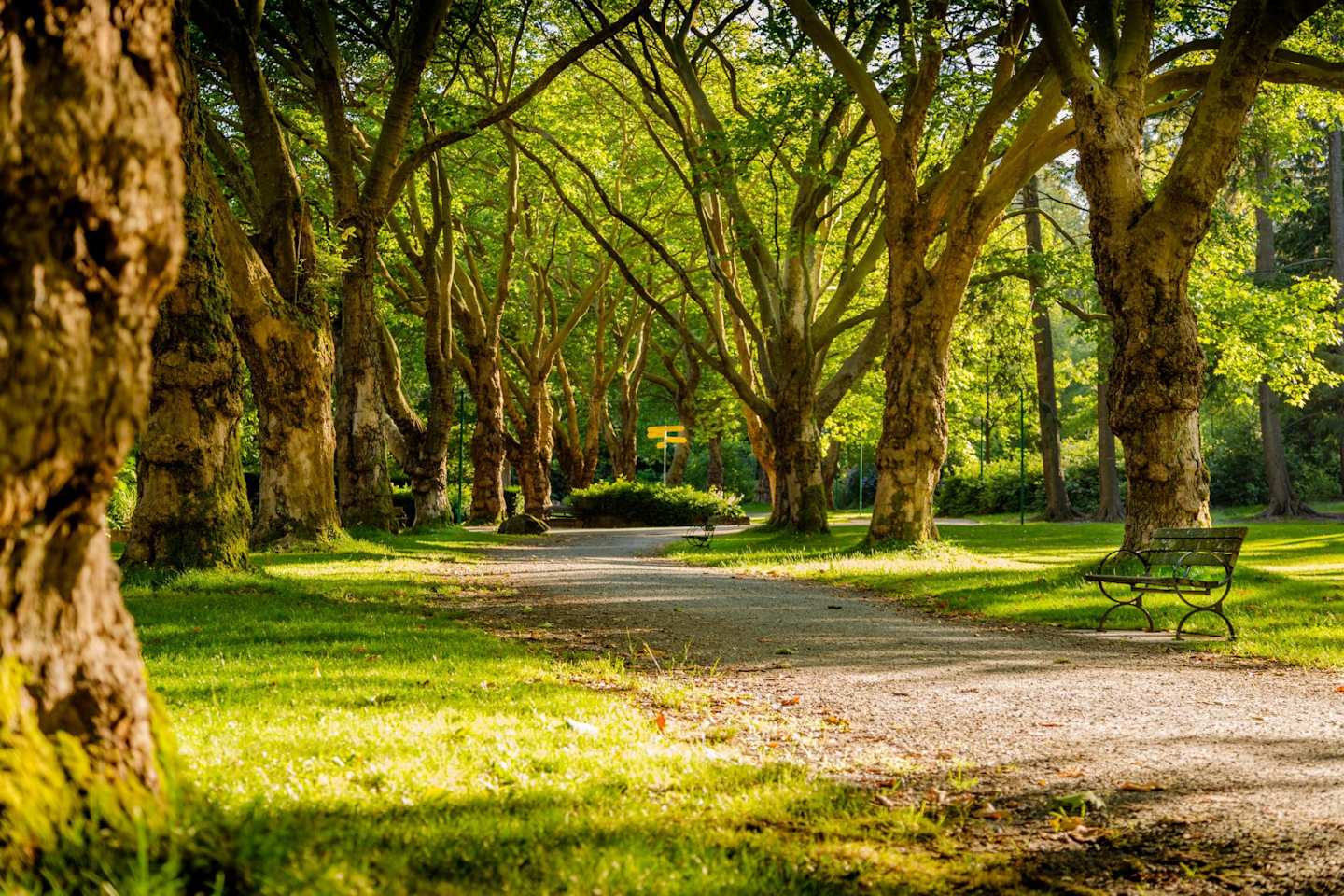 Pathway between trees during daytime