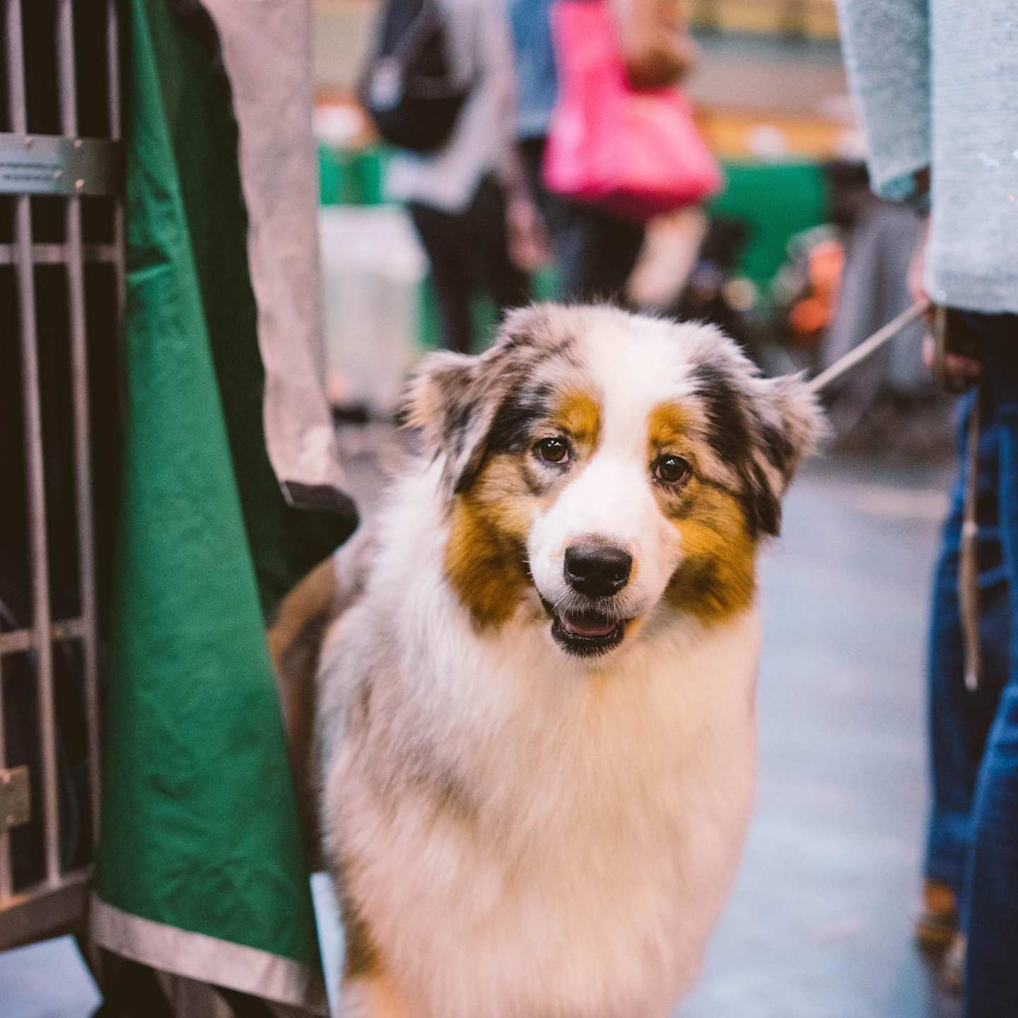 Australian Shepherd dog at a dog show