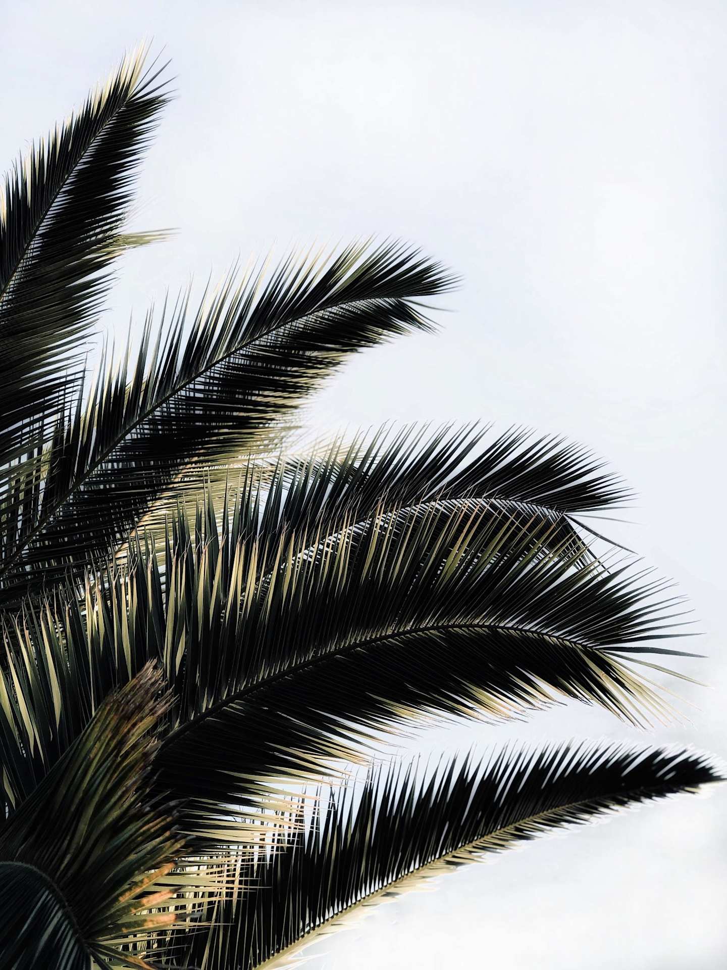 Close up of a palm tree in a Los Angeles park