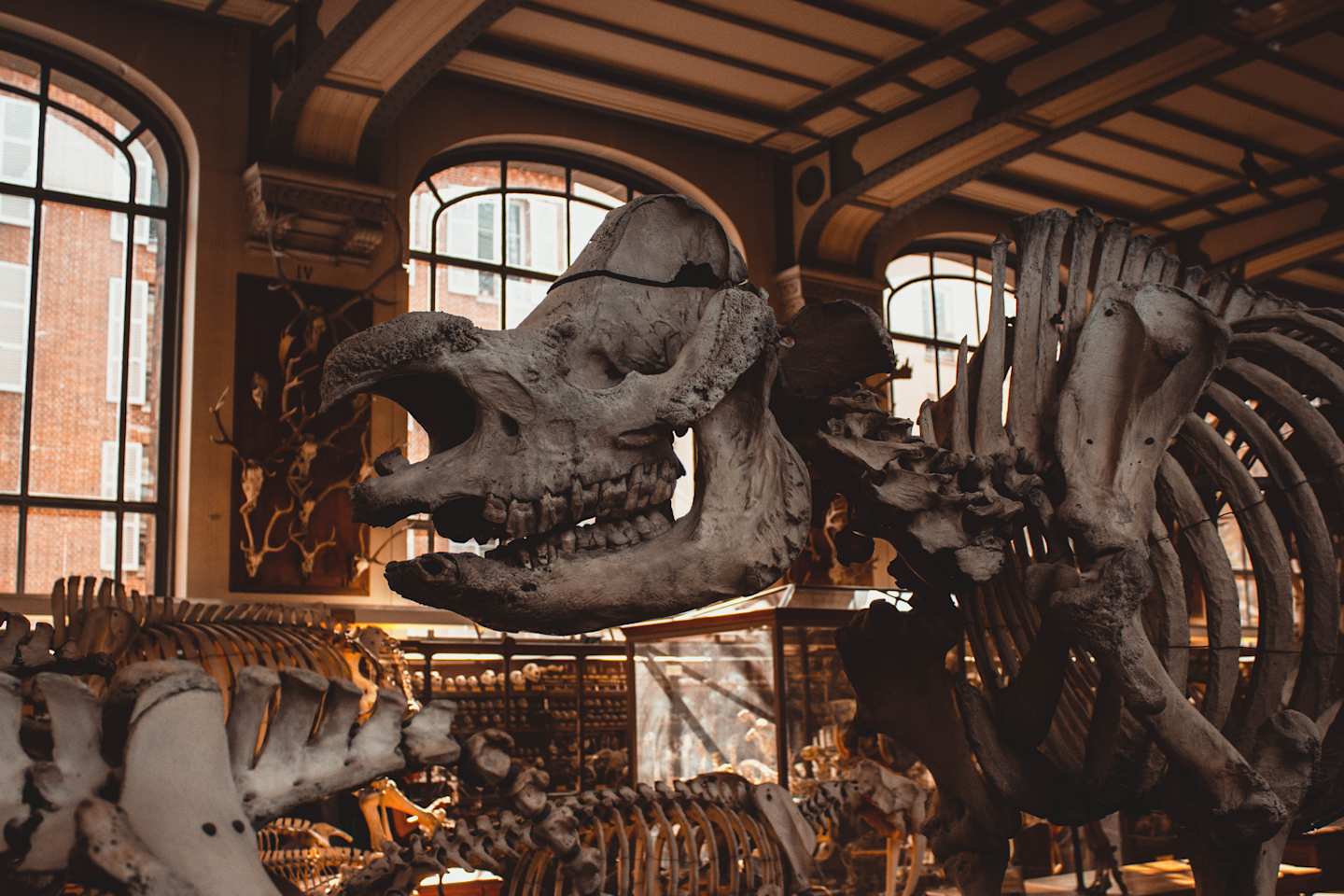 Sculpture in The National Museum of Natural History, Paris