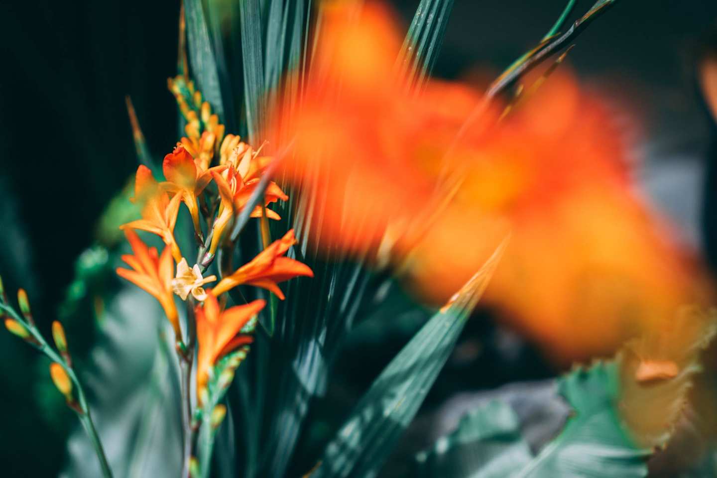 Orange flowers in botanical garden