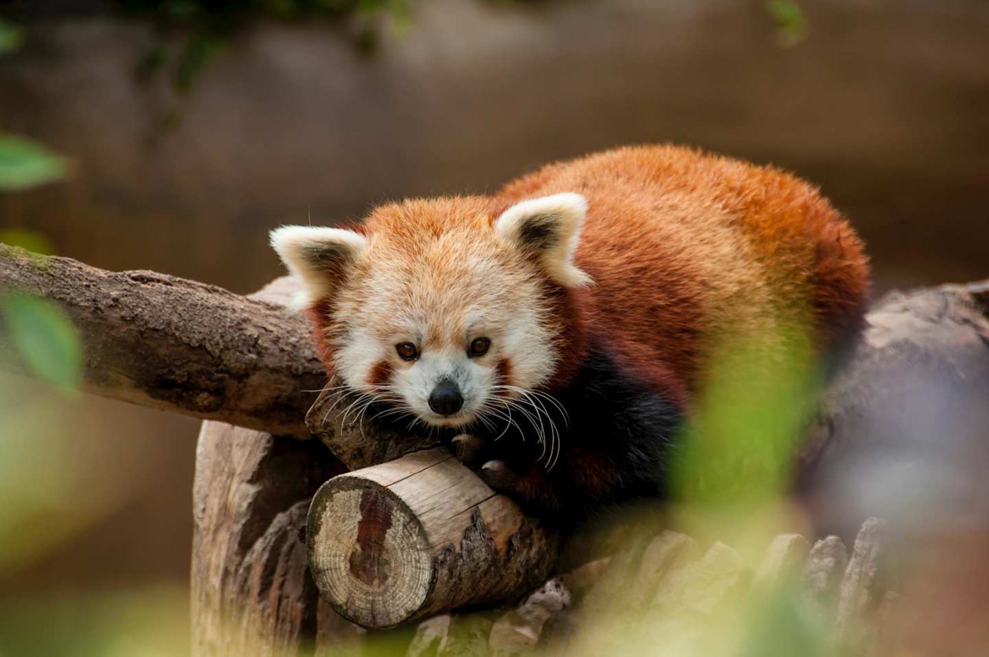 Red panda on tree trunk during daytime