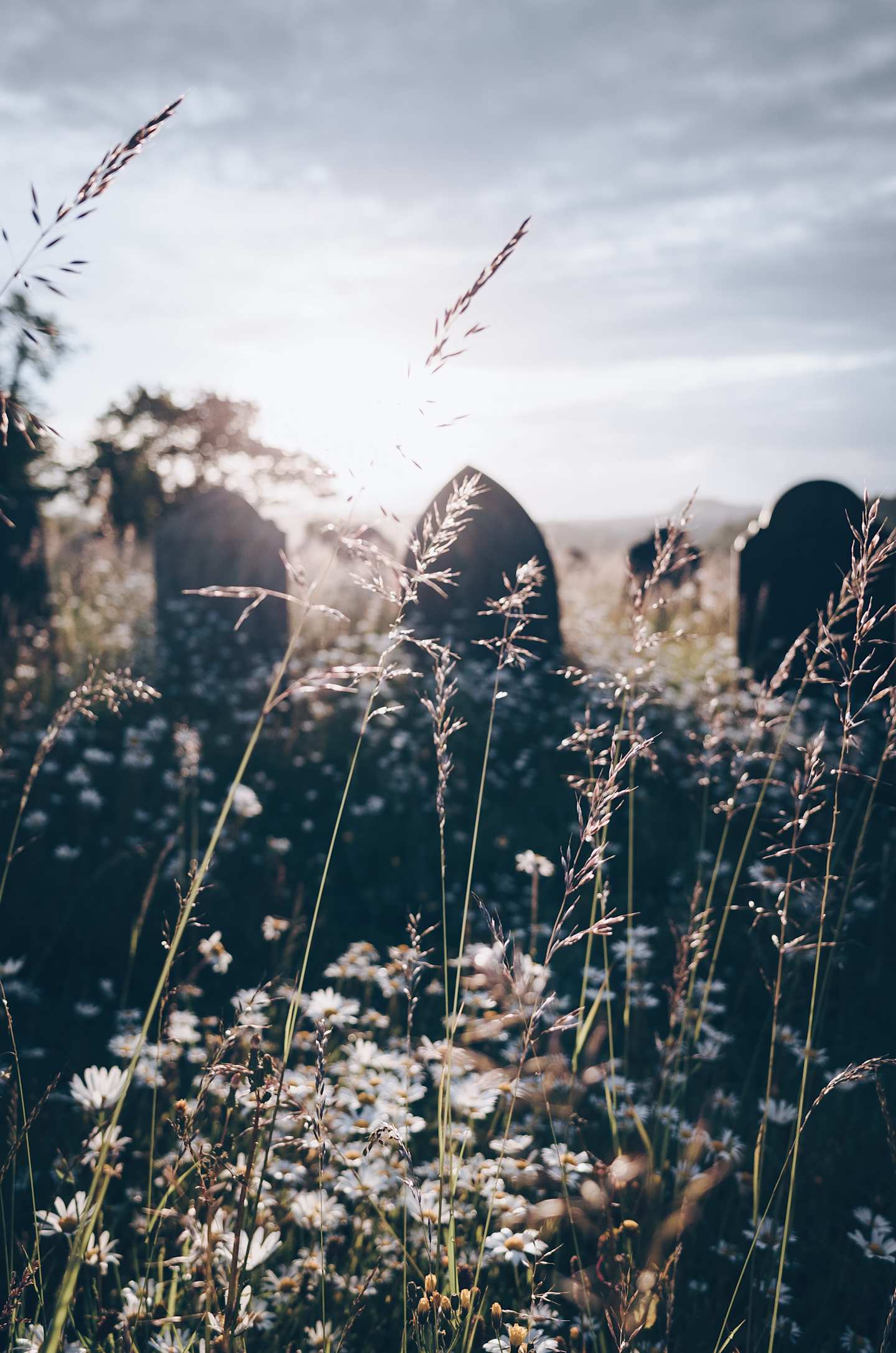 Flowers with cemetery in the background