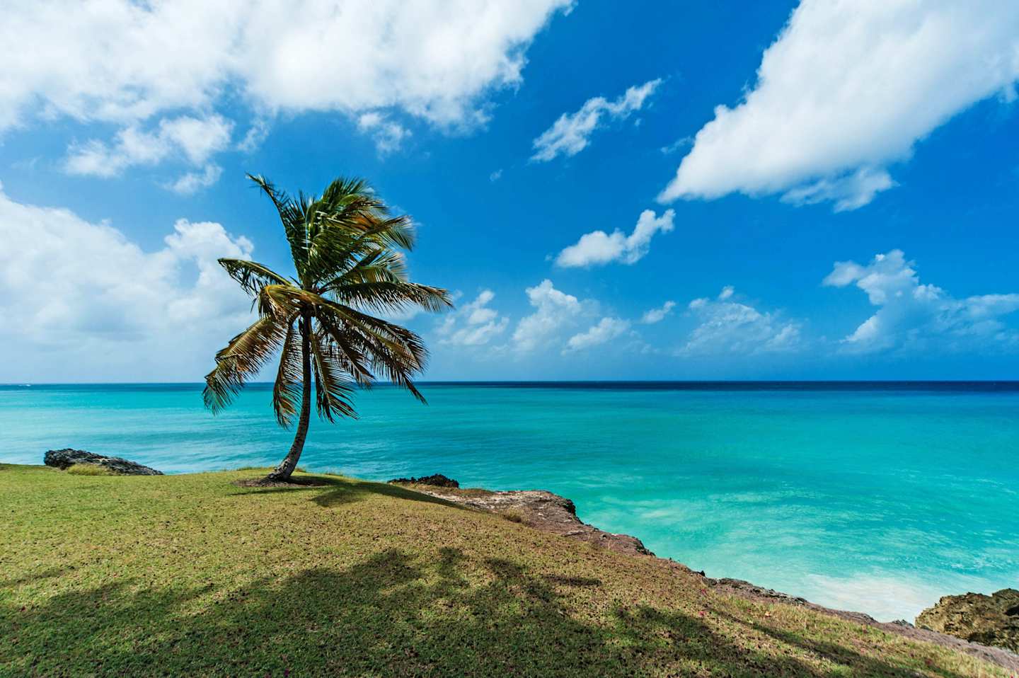 A single palm tree at the edge of a green cliff overlooking the blue sea in Barbados