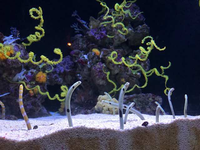 Oceanário de Lisboa, Lisbon, Portugal