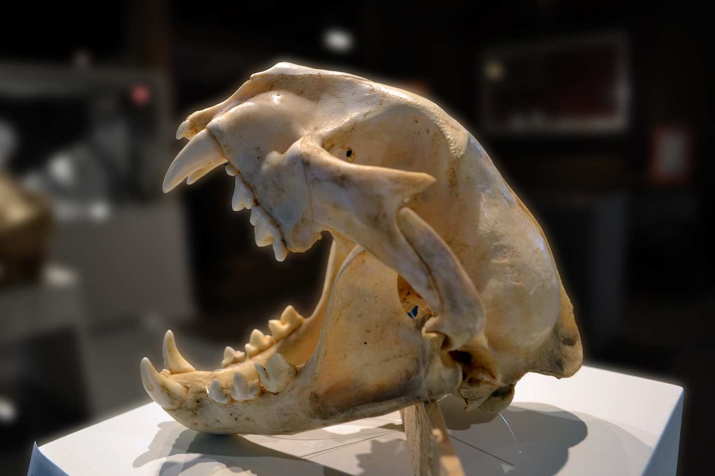 Skull of a puma