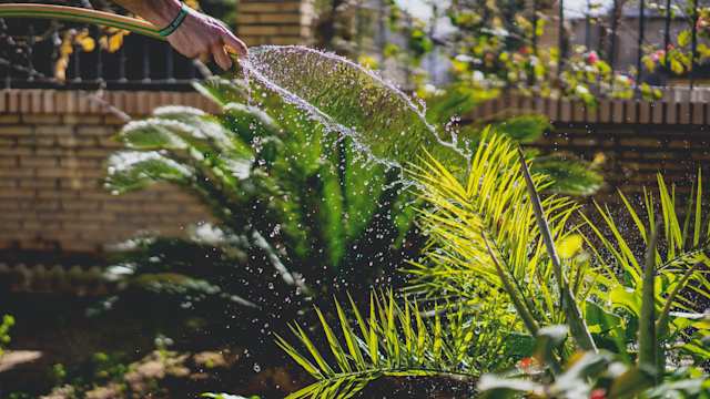 Watering plants at the Formal Gardens, Kensington Palace