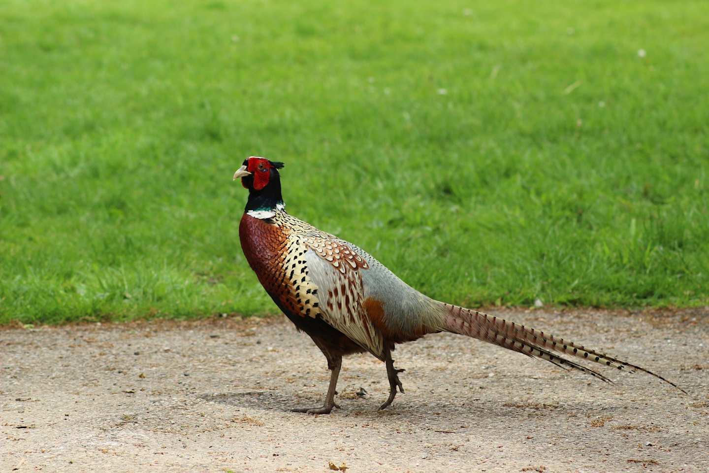 Pheasant next to grass