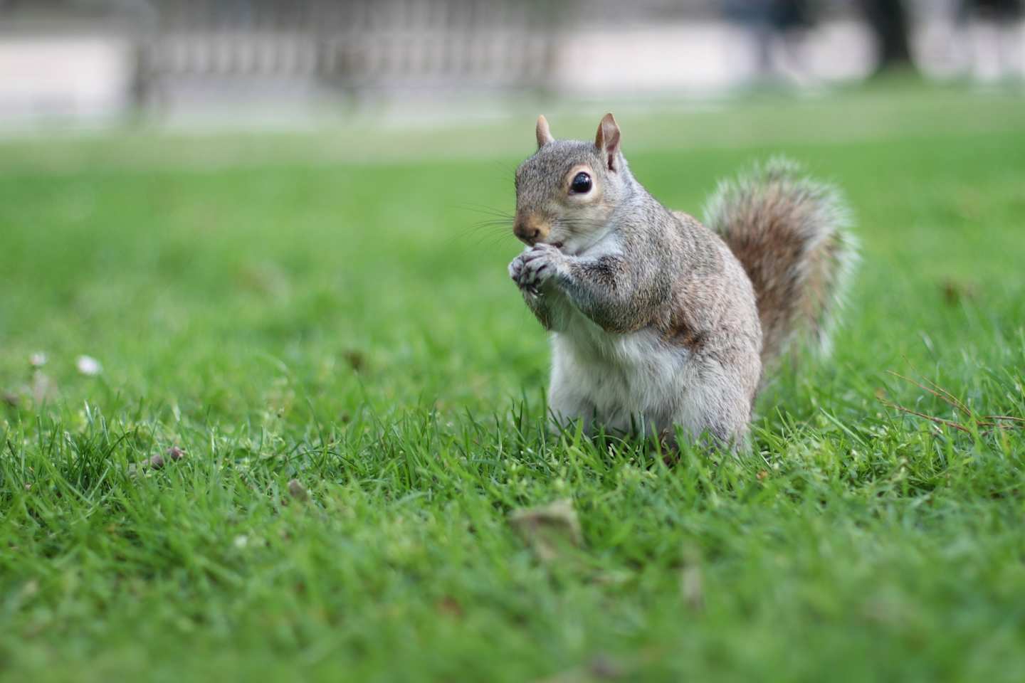 Squirrel in London park
