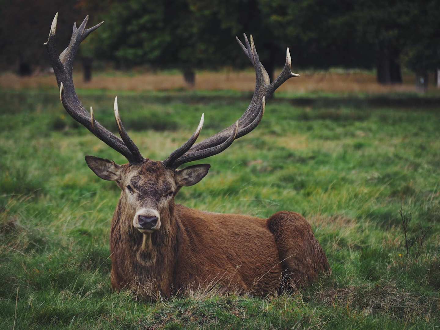 Stag lying down in long grass, London