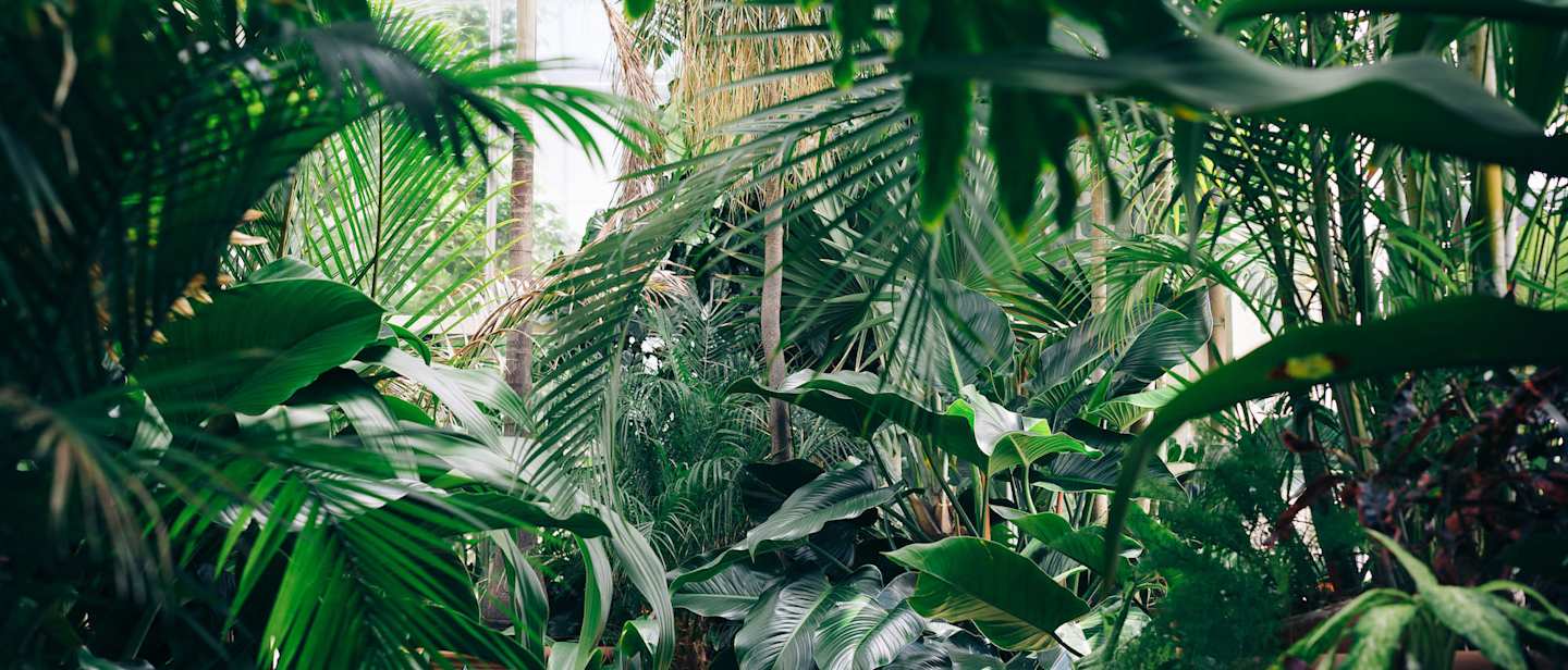 Nature lovers have a lot to explore in London, get lost in the city's most famous parks