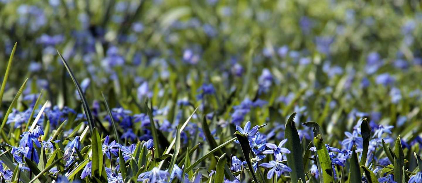 Purple flowers in long grass