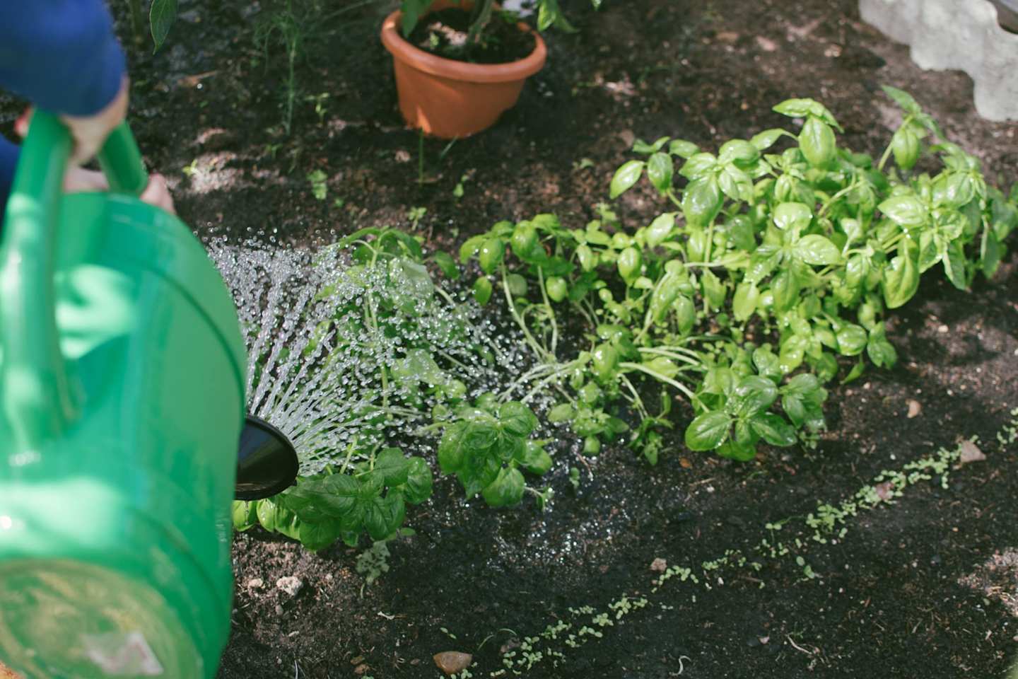 A person watering herbs in a herb garden with a watering can