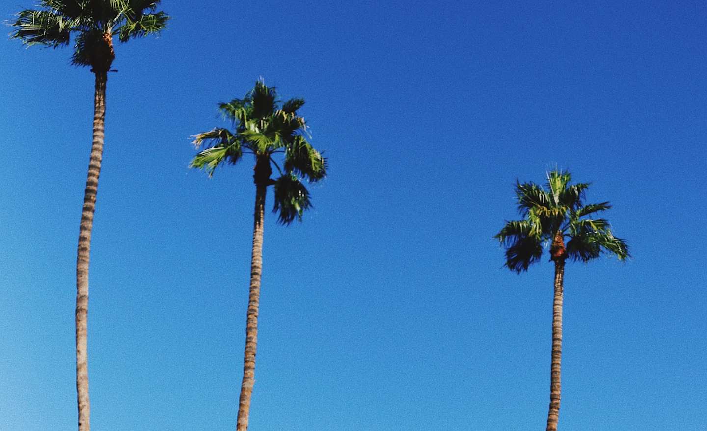 Palm trees and a blue sky
