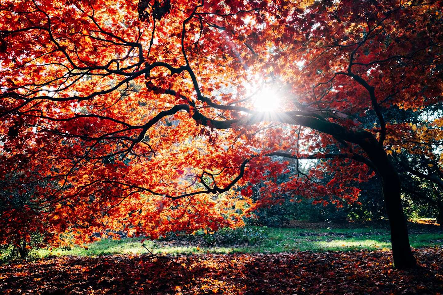 Large tree in autumn at Westonbirt, The National Arboretum, Gloucester, UK