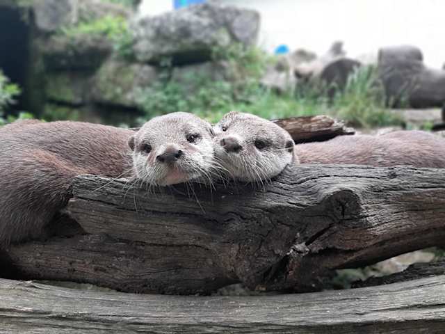 Otters at Battersea Zoo