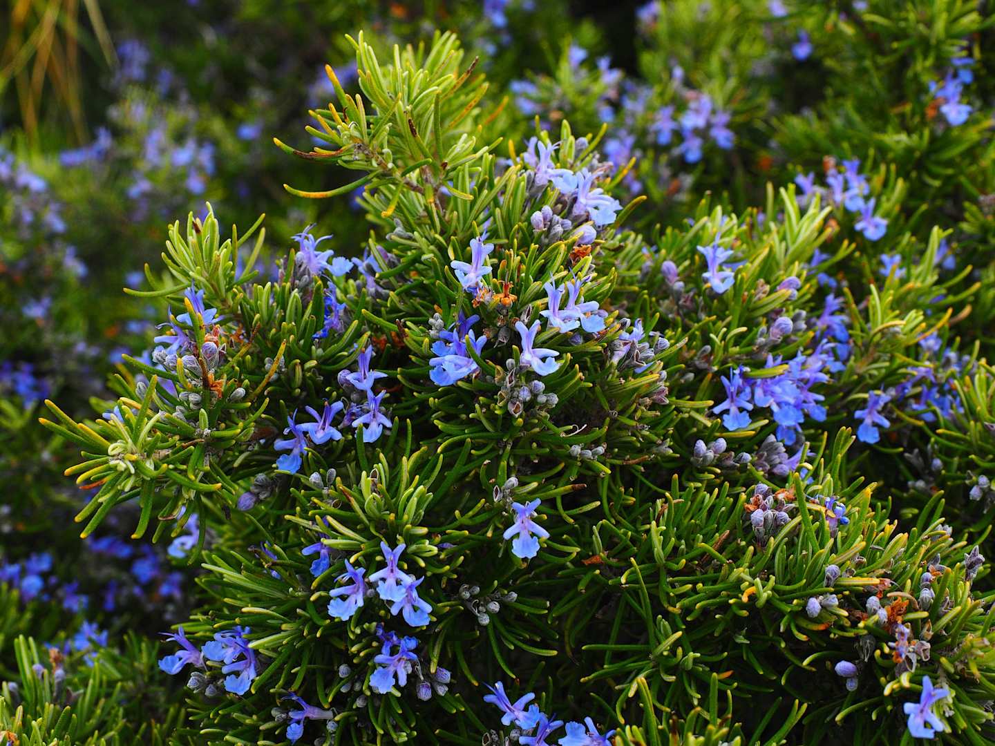 Purple flowers on a bush