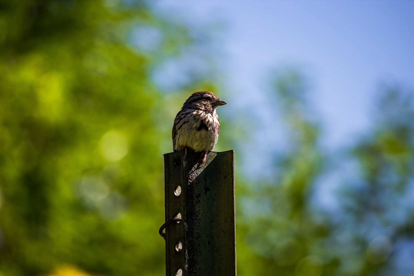 Small bird sitting on a post