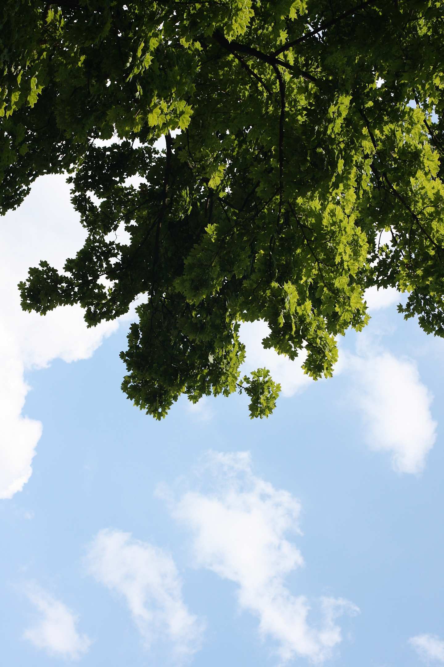An oak tree's leaves against the sky