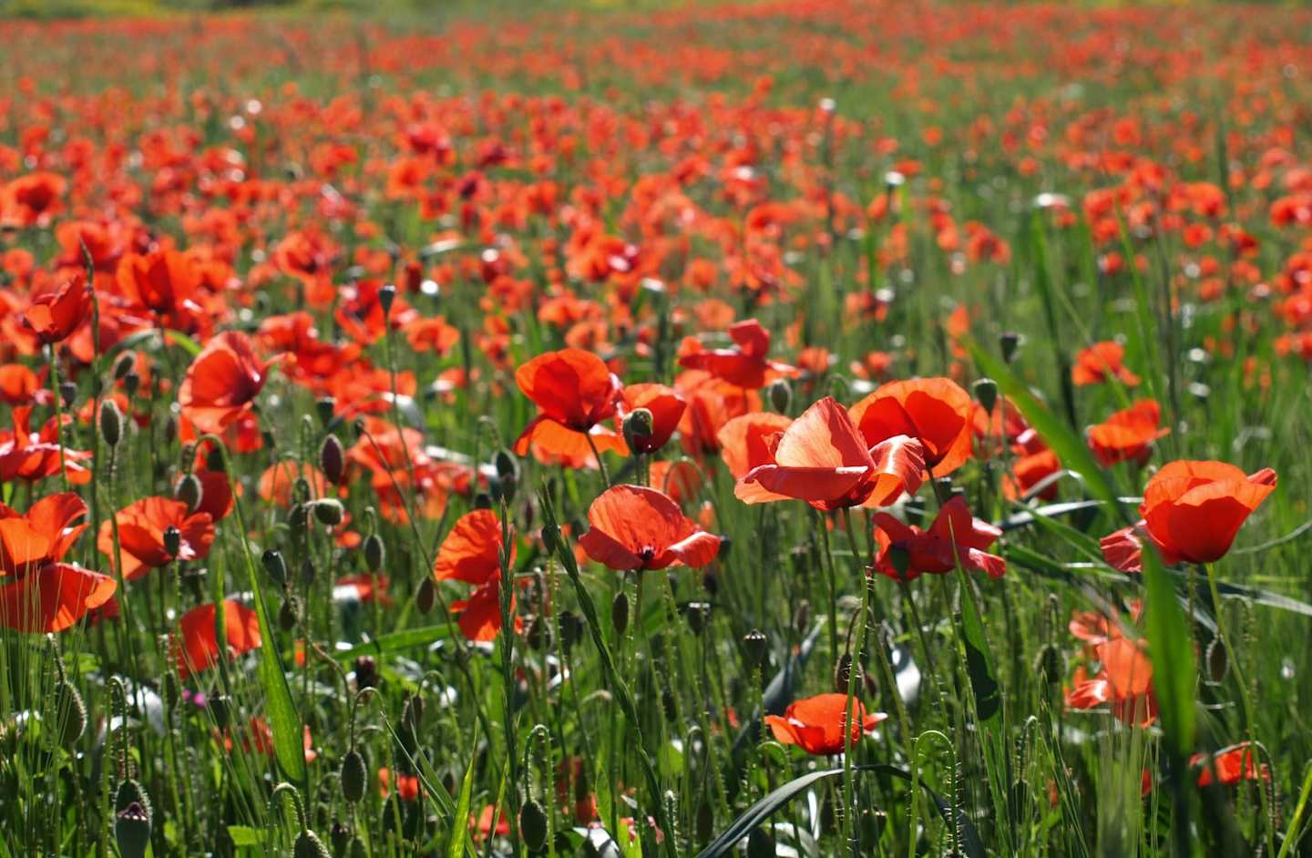 Red poppy flowers in green field