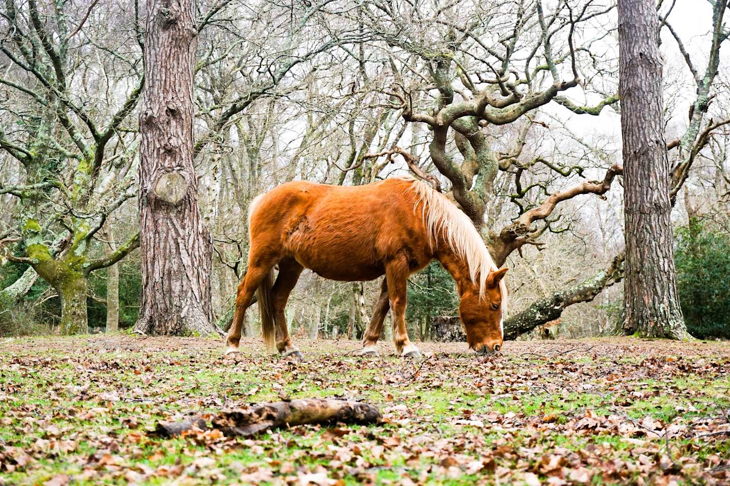 Pony grazing in the New Forest, UK