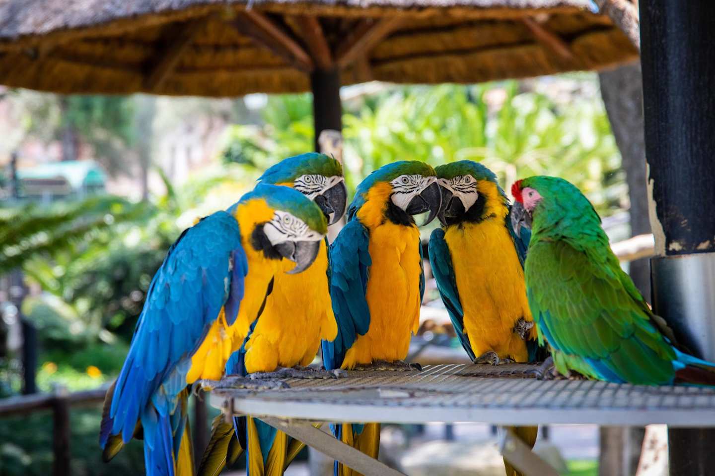A group of parrots standing on a grate