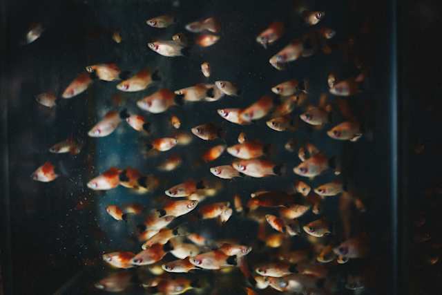 Fish in the Aquarium