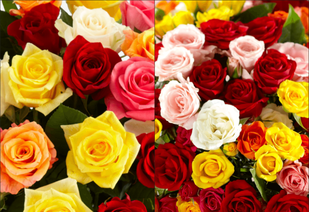 What Is The Difference Between Spray Roses And Roses ProFlowers Blog