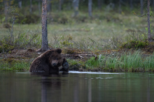 20170600-Baeren-Finnland-6366