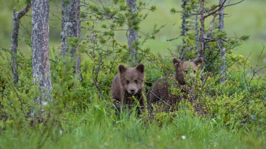 201507-Baeren-Finnland-9825